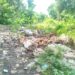 Pinggiran Sungai Halabolu Jadi Tempat Pembuangan Sampah